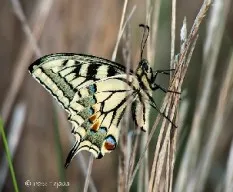 Papilio machaon