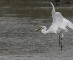 Ardea alba