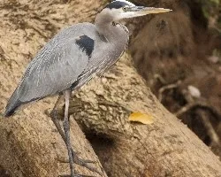 Ardea herodias