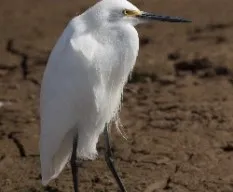 Egretta thula
