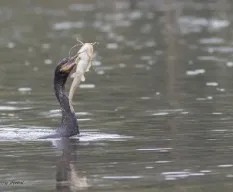 Phalacrocorax brasilianus
