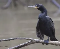 Phalacrocorax brasilianus
