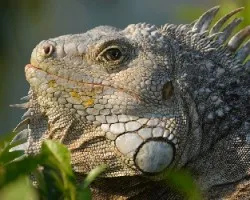 Perfil de iguana