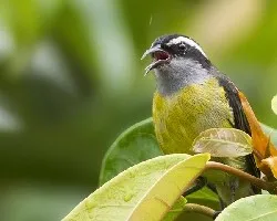 Coereba flaveola