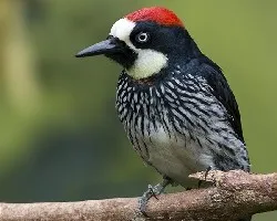 Melanerpes formicivorus