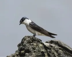 Tachycineta albilinea