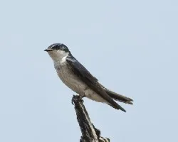 Tachycineta albilinea