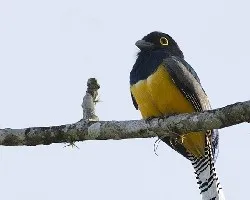 Trogon caligatus