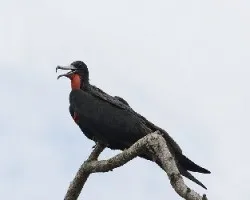 Fregata magnificens