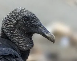 Coragyps atratus