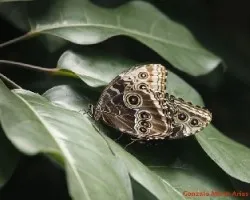 Mariposa 1