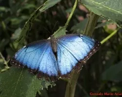 Mariposa 2