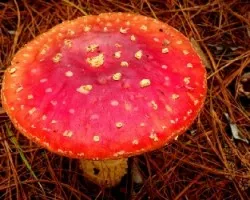 Amanita muscaria