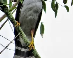 Accipiter bicolor