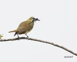 Procnias tricarunculata