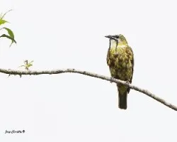 Procnias tricarunculata