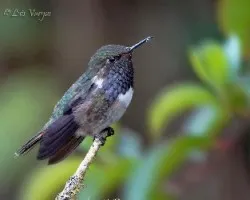 Selasphorus flammula