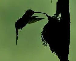 Phaethornis striigularis