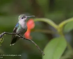 Thalurania colombica