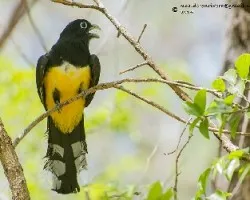 Trogon melanocephalus
