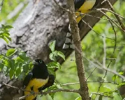 Trogon melanocephalus