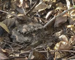 Nyctidromus albicollis