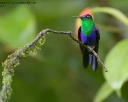 Thalurania colombica