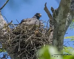 Buteogallus anthracinus