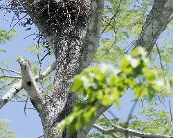 Buteogallus anthracinus