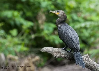 Phalacrocorax brasilianus