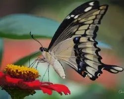 Heraclides cresphontes