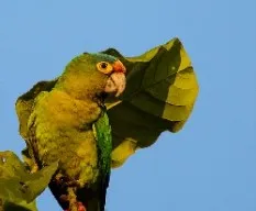 Aratinga canicularis