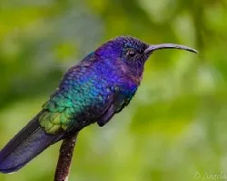 Campylopterus hemileucurus