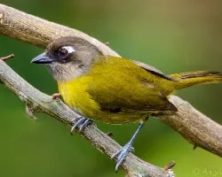 Chlorospingus ophthalmicus