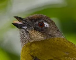 Chlorospingus ophthalmicus
