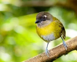 Chlorospingus ophthalmicus