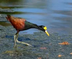 Jacana spinosa