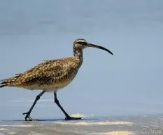 Numenius phaeopus