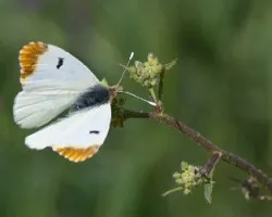 Mariposa
