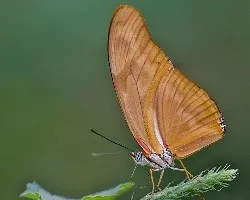 Dryas iulia