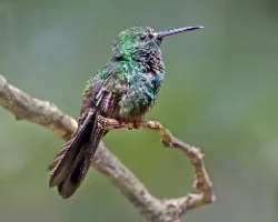 Chalybura urochrysia