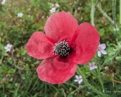 Papaver somniferum