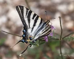 Iphiclides podalirius