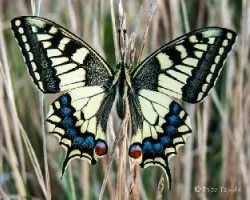 Papilio machaon