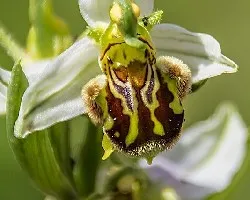 Ophrys apifera