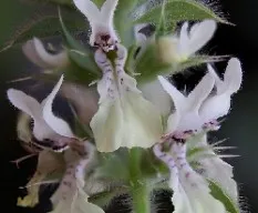 Stachys ocymastrum