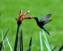 La flor del colibrí