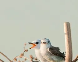 Arundinicola leucocephala