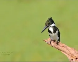 Chloroceryle americana