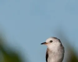Arundinicola leucocephala